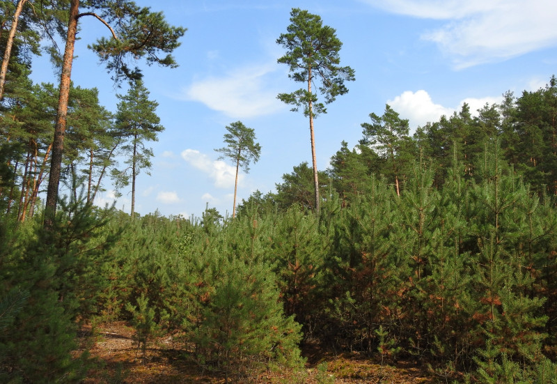 Ilustrační foto: ukázky přírodě blízkého hospodaření v borových porostech (okolí Doks). Foto: Jan Řezáč
